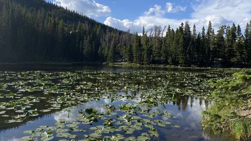 Plants growing by lake against sky