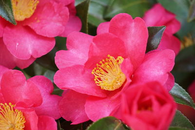 Close-up of pink flowers blooming outdoors