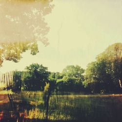Reflection of trees in water