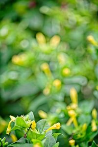 Close-up of flowering plant