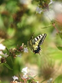 Close-up of butterfly on flower