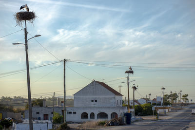 Adult storks nests before migrating to africa