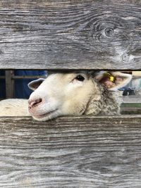 Close-up of goat