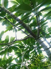 Low angle view of tree against sky