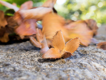 Close-up of fallen dry leaves