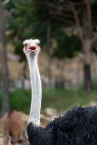 Close-up of ostrich