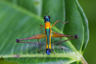 A vibrantly colored monkey grasshopper, eumastax vittata napoana, in the cuyabeno reserve, ecuador.