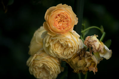 Close-up of rose bouquet