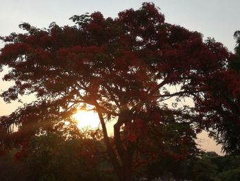 Low angle view of trees against sky