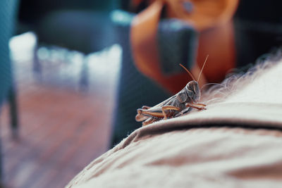 Close-up of insect on sofa