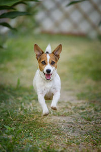 Portrait of dog running on field