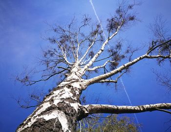 Low angle view of bare tree against clear blue sky