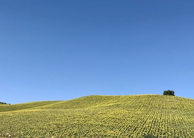 Scenic view of agricultural field against clear blue sky