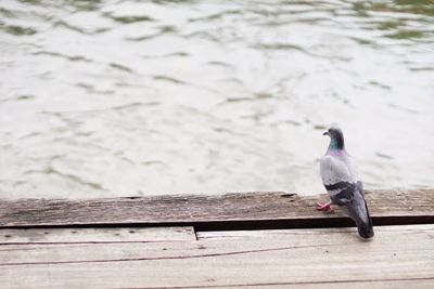 High angle view of bird perching on pier over lake