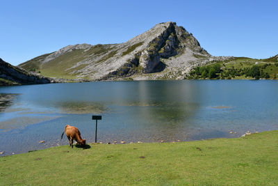 Cow near mountain by lake against clear sky