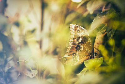 Close-up of butterfly on plant