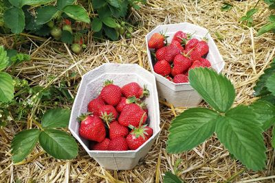 High angle view of strawberries in basket