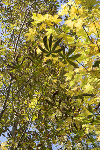 Low angle view of flowering plant