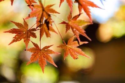 Close-up of maple leaves