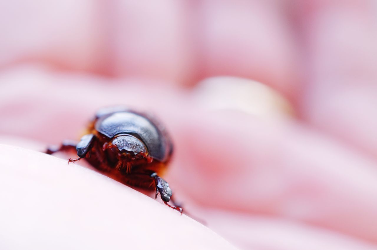 MACRO SHOT OF LADYBUG ON LEAF