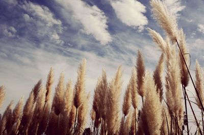 Low angle view of plants against sky