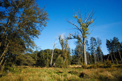 Trees on field against clear blue sky