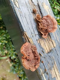 High angle view of dried leaf on wood