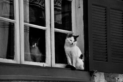 Cat looking through window