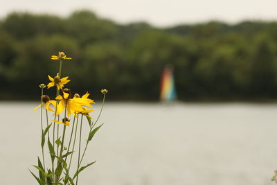 Close-up of yellow flowers against sky