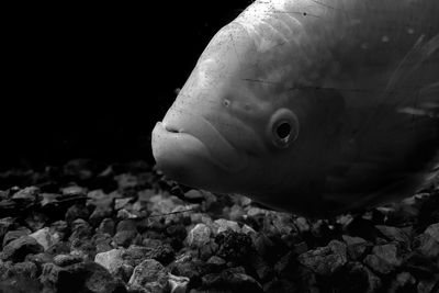 Close-up of fish swimming in sea