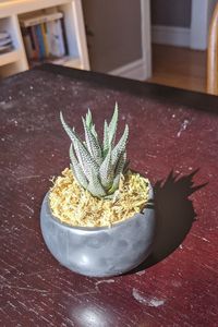 High angle view of succulent plant on table at home