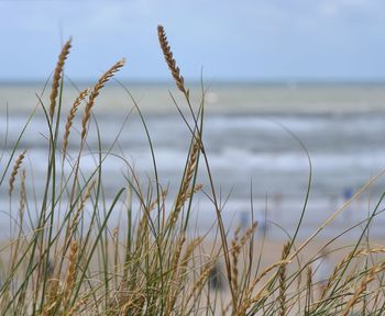 Close-up of grass growing on beach