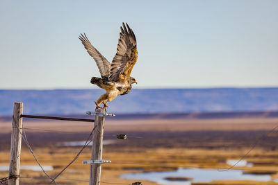 A young aguja eagle or blue hawk taking off from fence in argentine pampas, patagonia, south america