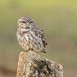 Close-up of owl perching on wooden post