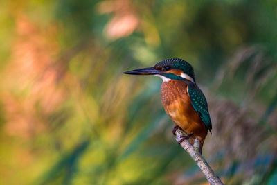 Close-up of bird perching outdoors