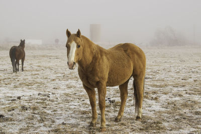 Brown horse standing in a snowy pasture on a cold, foggy, winter morning. 