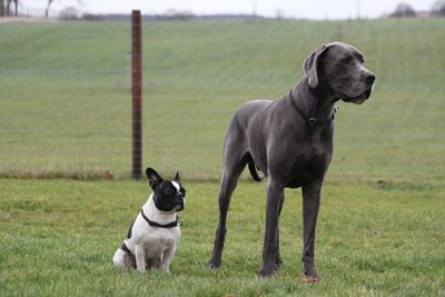 Dogs on field