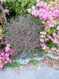 High angle view of purple flowers on plant