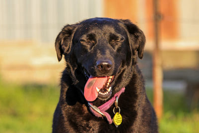 Close-up of black dog sticking out tongue