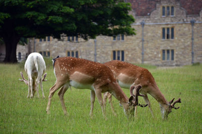 Deer grazing in a field