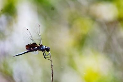 Close-up of insect on plant