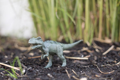 Close-up of lizard on land