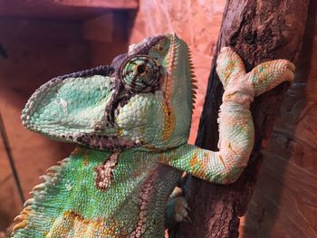 Close-up of lizard