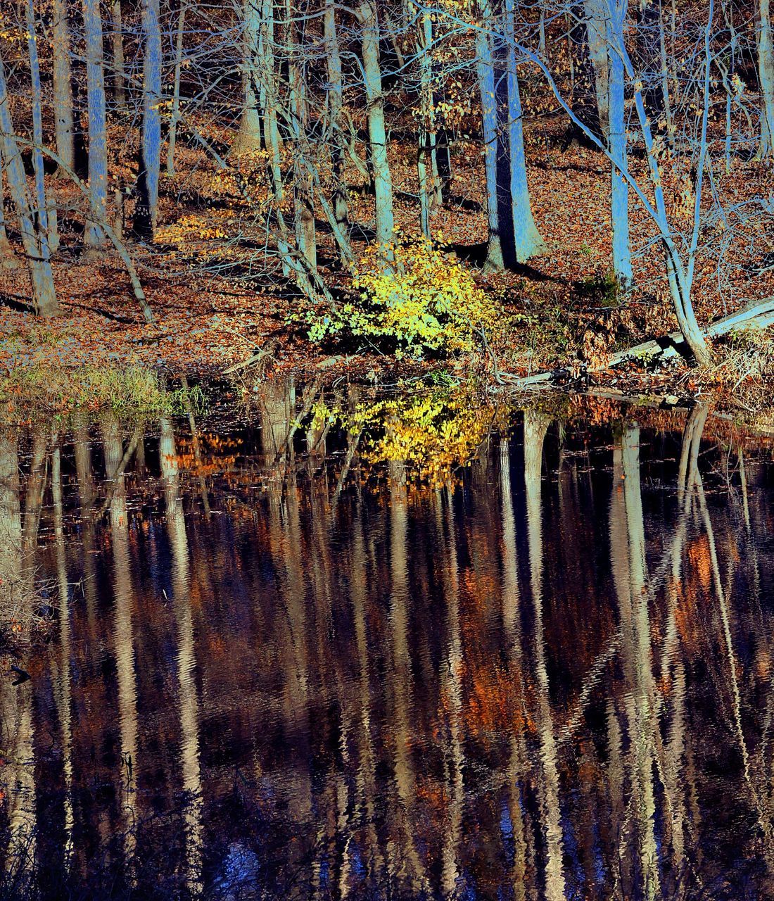 tree, tree trunk, tranquility, forest, nature, woodland, growth, reflection, water, backgrounds, outdoors, full frame, season, branch, waterfront, beauty in nature, no people, day, abundance, tranquil scene