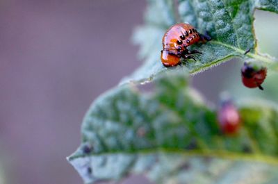 Close-up of ladybug on flower