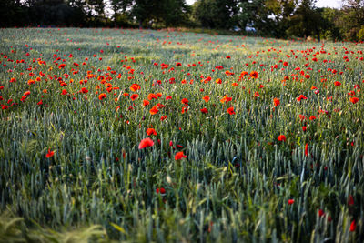 Beautiful red poppies at sunset. field with blooming poppies. green stems and red flowers.