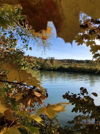 Leaves floating on lake against sky