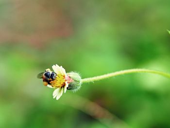 Close-up of bee pollinating on flower