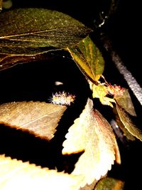 High angle view of lizard on leaf at night