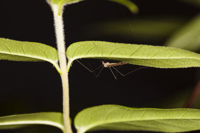 Close-up of spider on plant